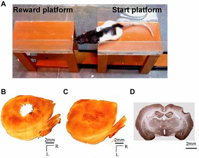 Deficits in Behavioral Functions of Intact Barrel Cortex Following Lesions of Homotopic Contralateral Cortex